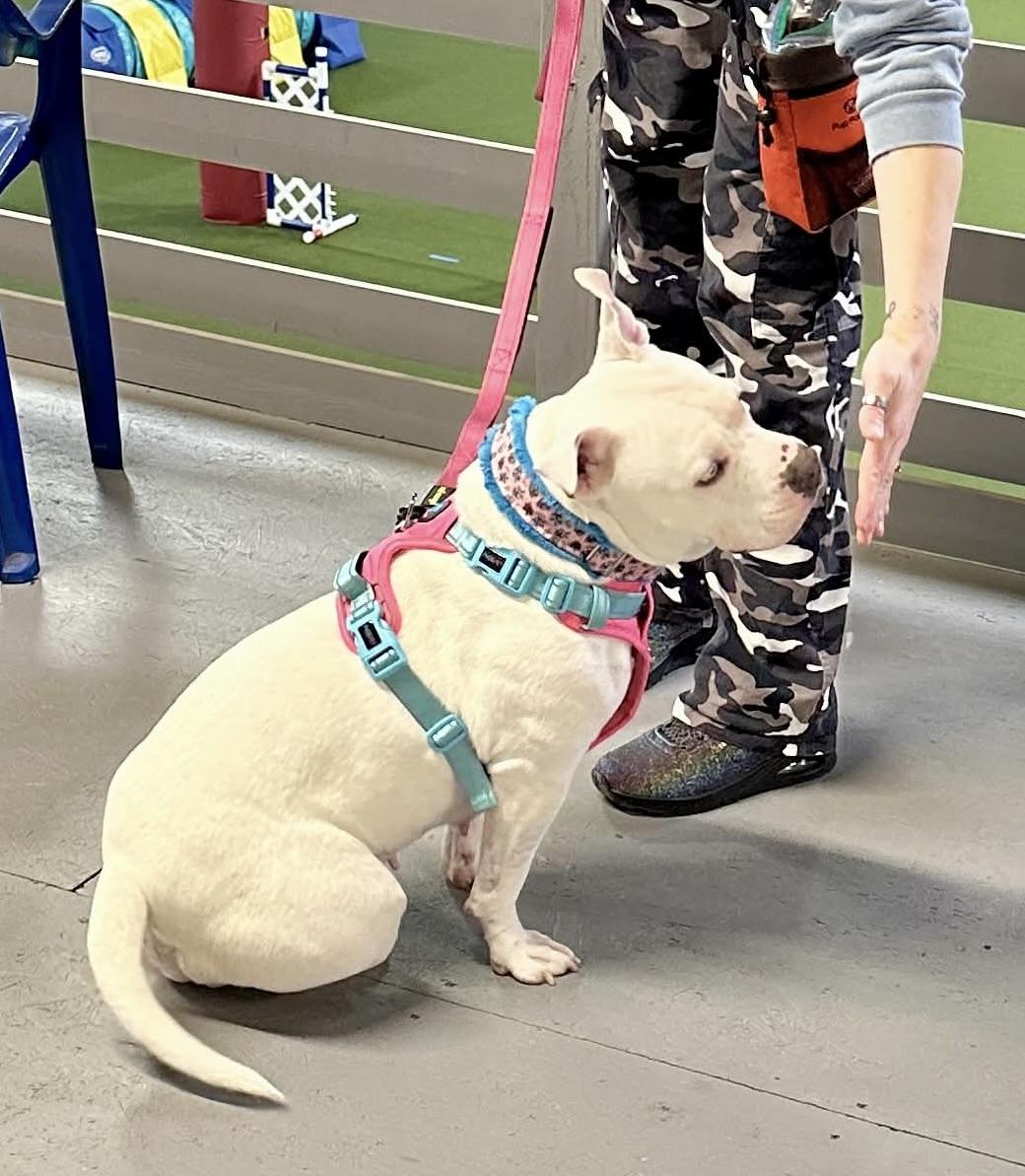 Enlarge Fiona, a Adoptable American Staffordshire Terrier in Boardman, OH image 5/6