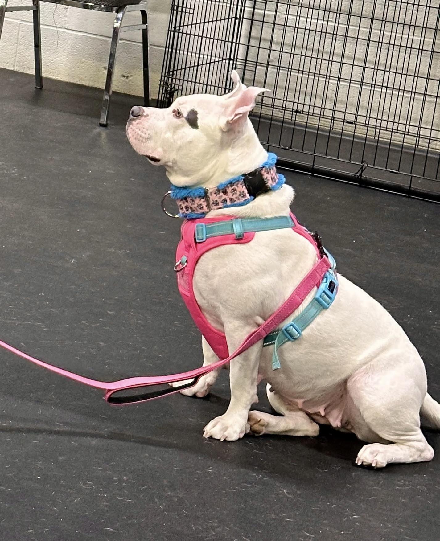 Enlarge Fiona, a Adoptable American Staffordshire Terrier in Boardman, OH image 4/6