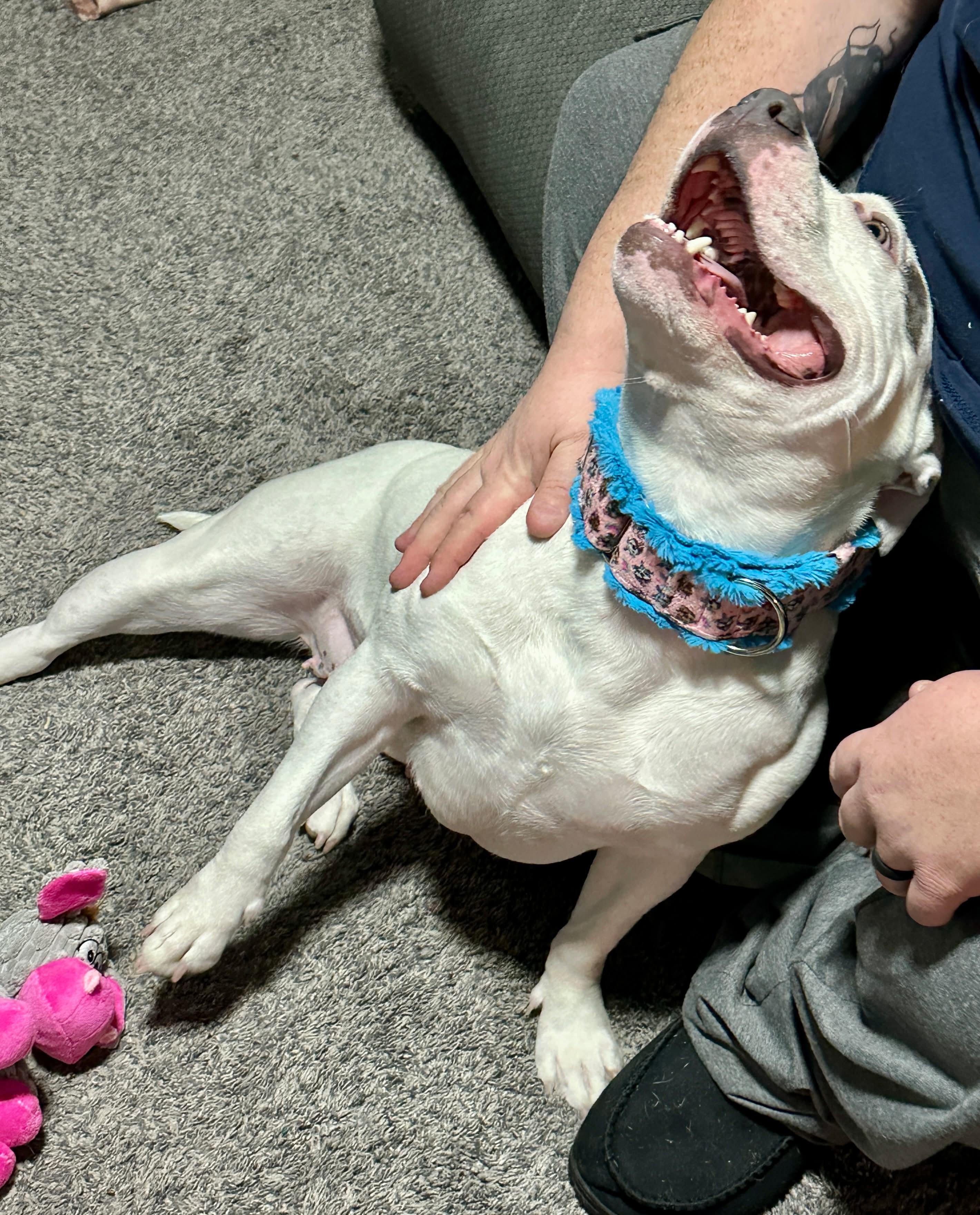 Enlarge Fiona, a Adoptable American Staffordshire Terrier in Boardman, OH image 6/6