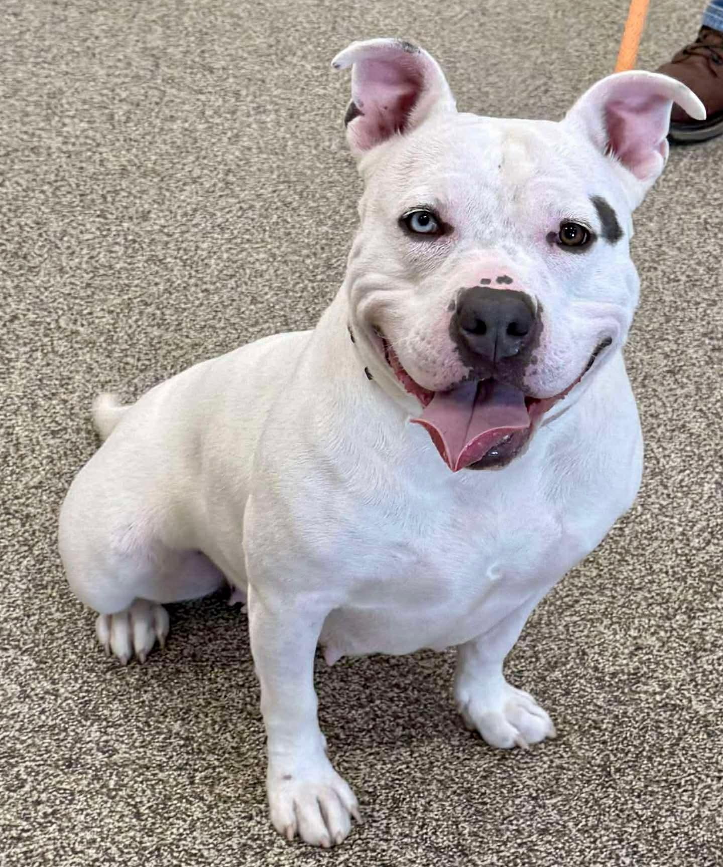 Fiona, Adoptable, Young Female American Staffordshire Terrier.