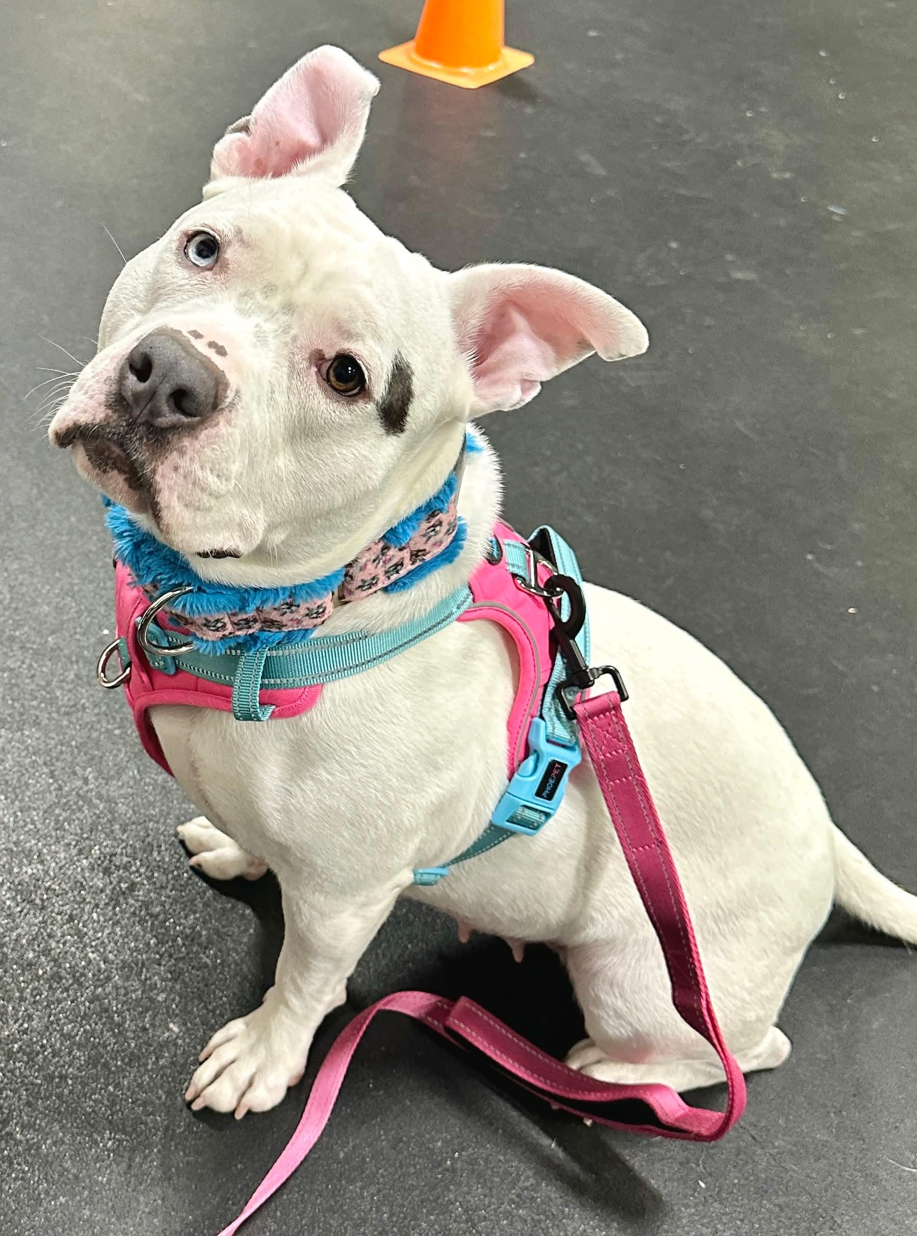 Enlarge Fiona, a Adoptable American Staffordshire Terrier in Boardman, OH image 2/6