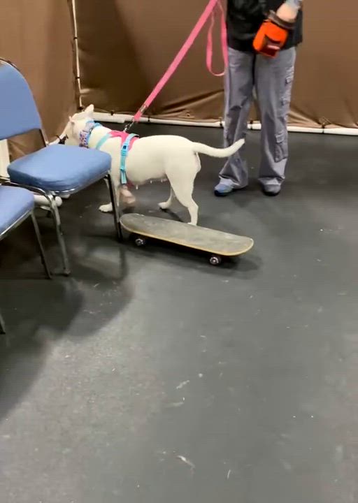 Enlarge Fiona, a Adoptable American Staffordshire Terrier in Boardman, OH video 3/6