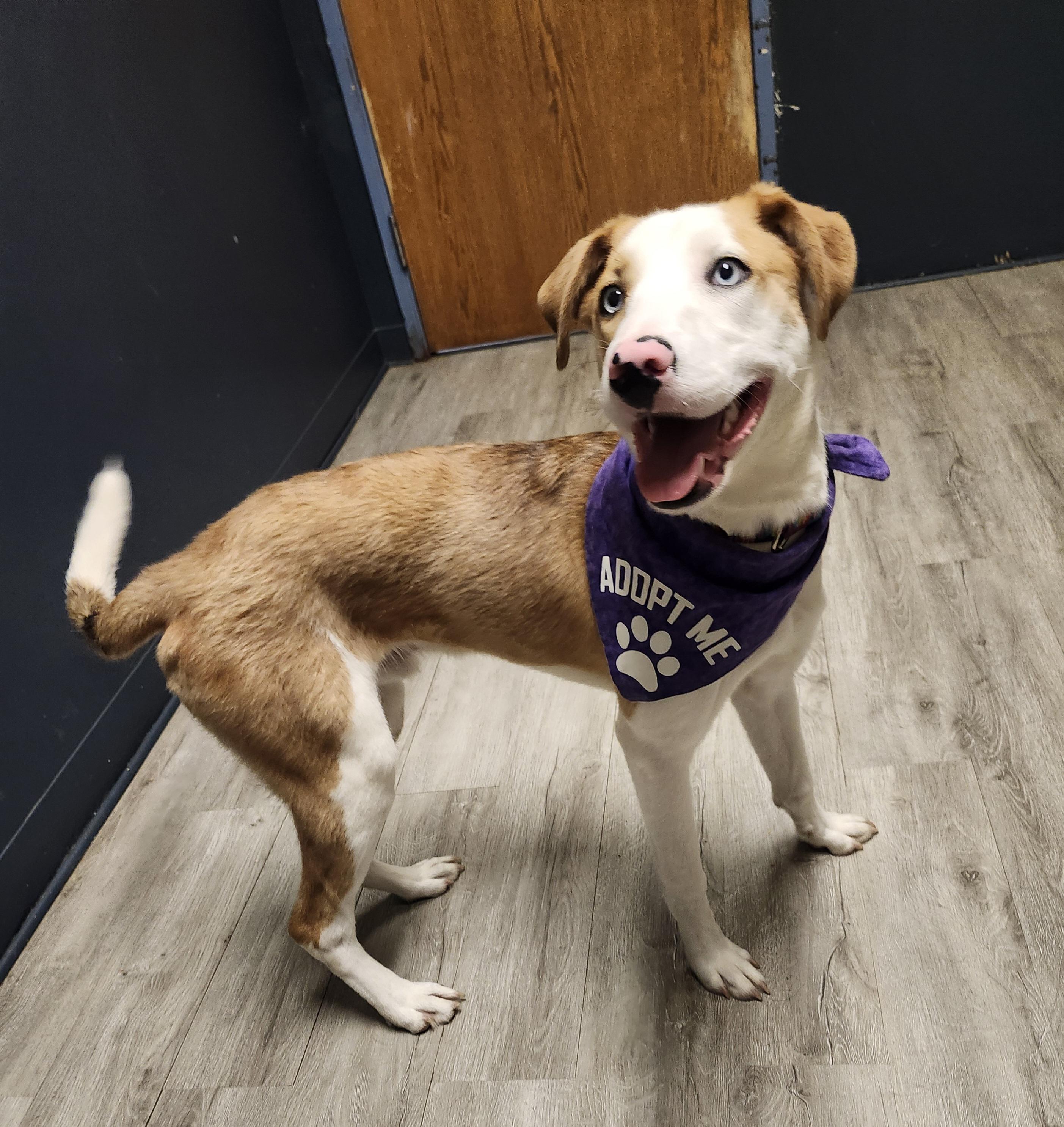 Enlarge Griddle (Prison Program), a Adoptable mixed breed in Mansfield, OH image 3/4