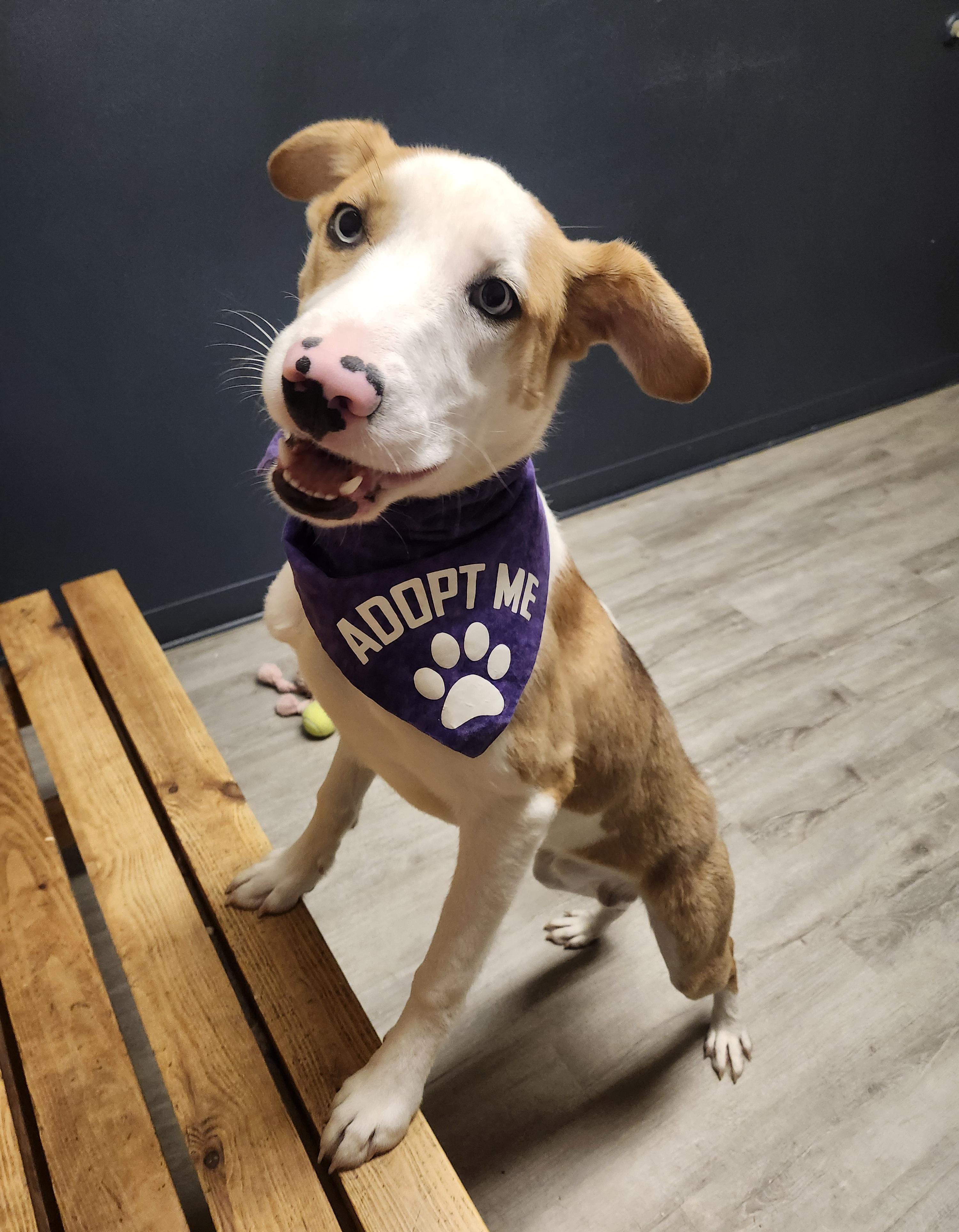 Enlarge Griddle (Prison Program), a Adoptable mixed breed in Mansfield, OH image 2/4