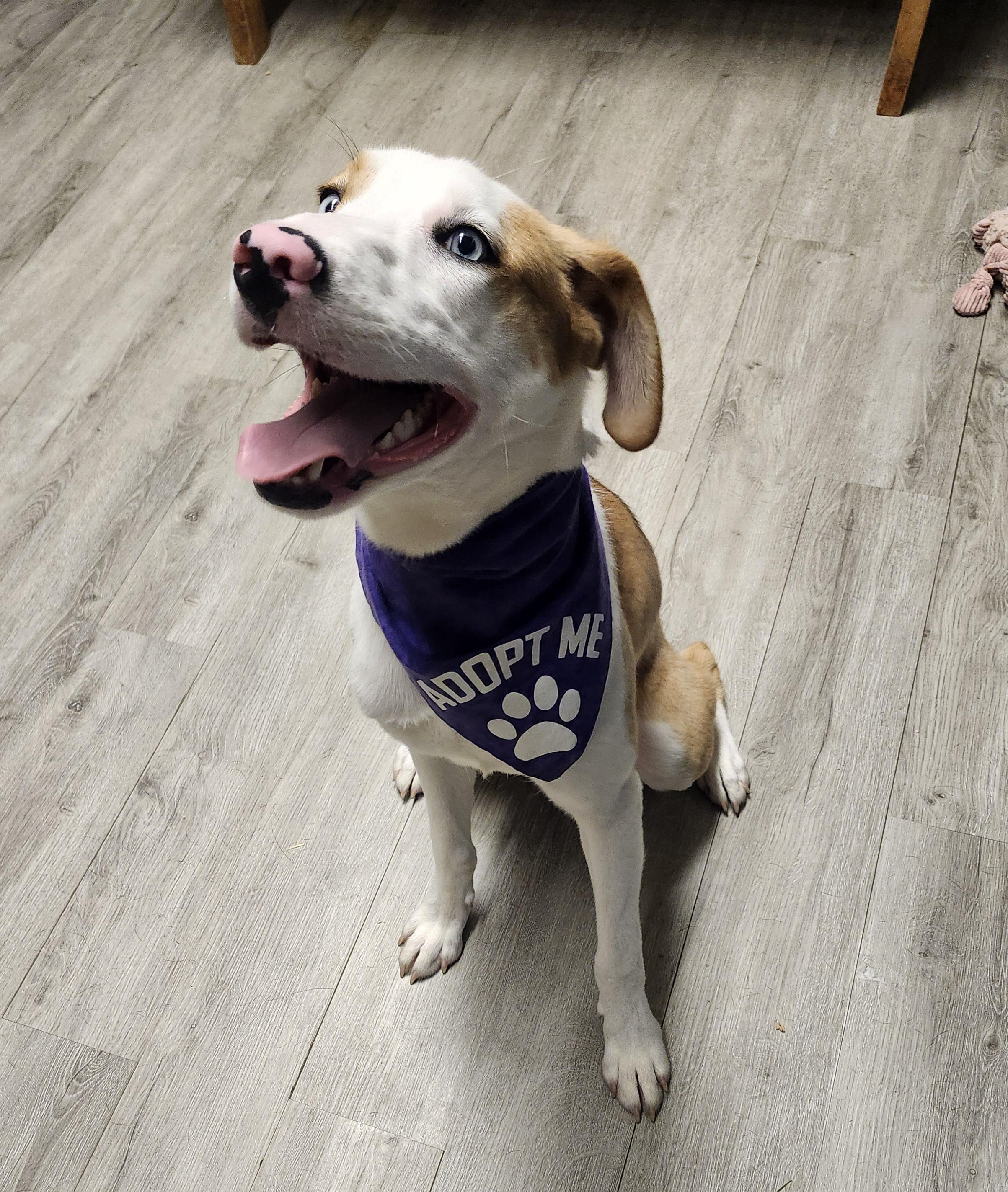 Enlarge Griddle (Prison Program), a Adoptable mixed breed in Mansfield, OH image 4/4
