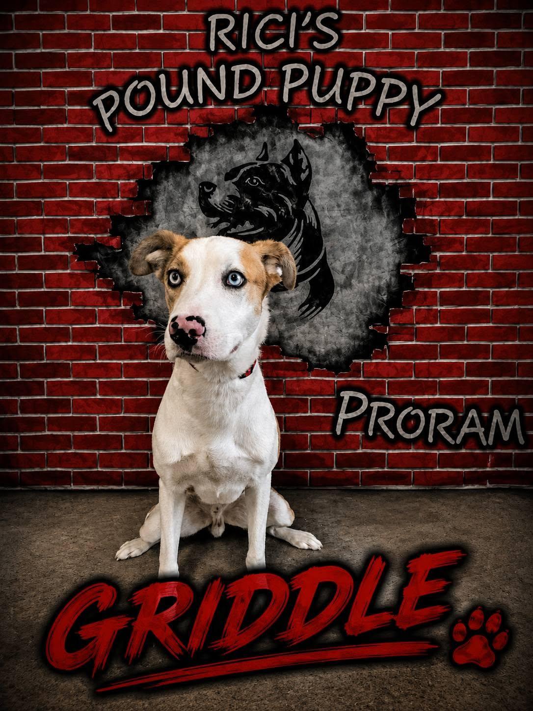 Griddle (Prison Program), adoptable, Puppy Male Border Collie & Pit Bull Terrier.