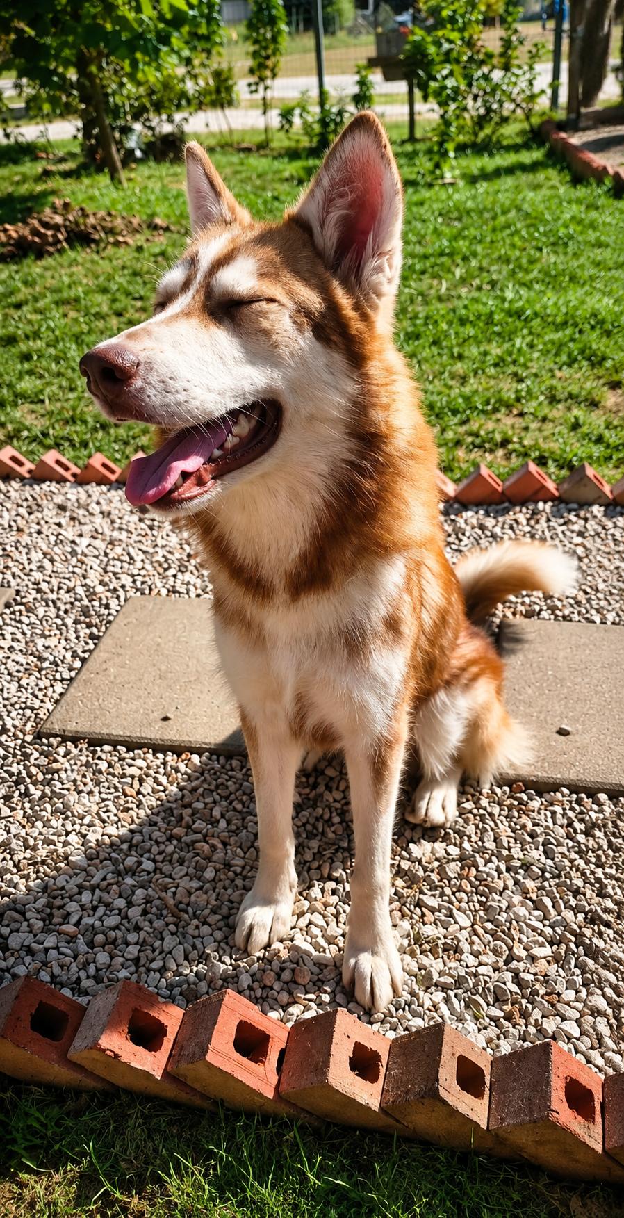 Phoenix, a Adoptable Husky in Greenville, MI image 3/3