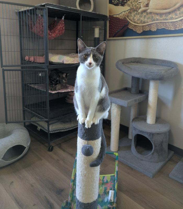 Maggie May, Adoptable, Young Female Domestic Short Hair.
