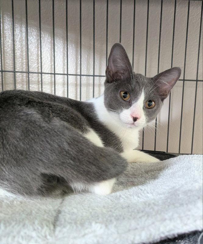 Enlarge Maggie May, a Adoptable Domestic Short Hair in Ocala, FL image 2/3