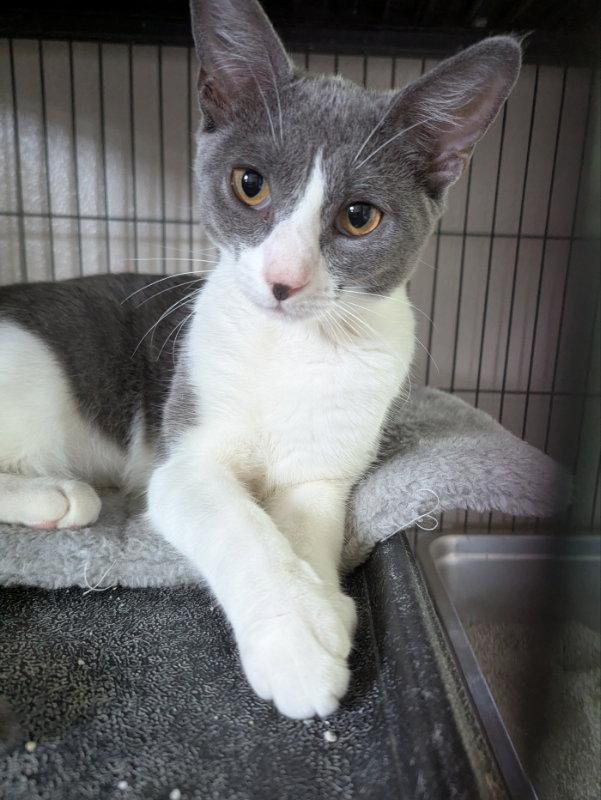 Enlarge Maggie May, a Adoptable Domestic Short Hair in Ocala, FL image 3/3