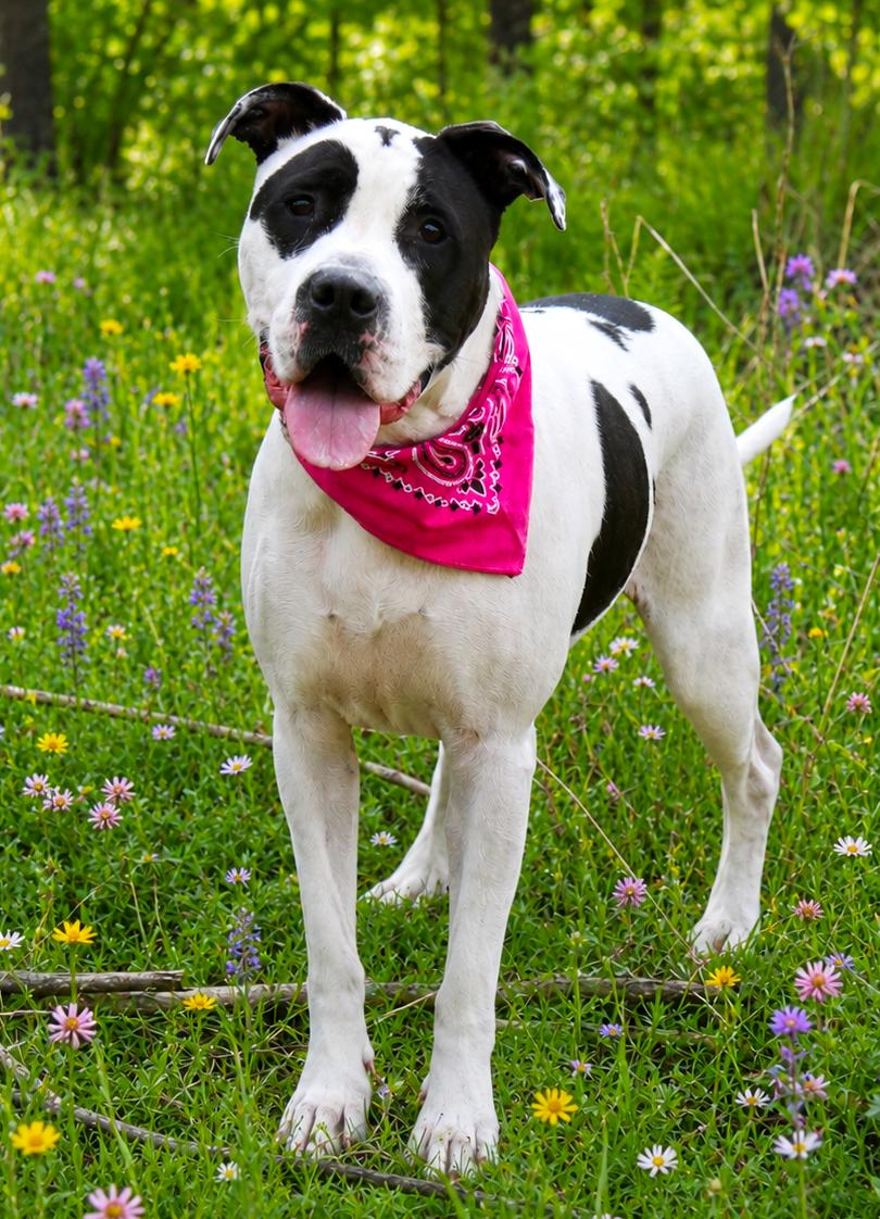 Lilly Lu, an adopted mixed breed in Cheboygan, MI image 6/6