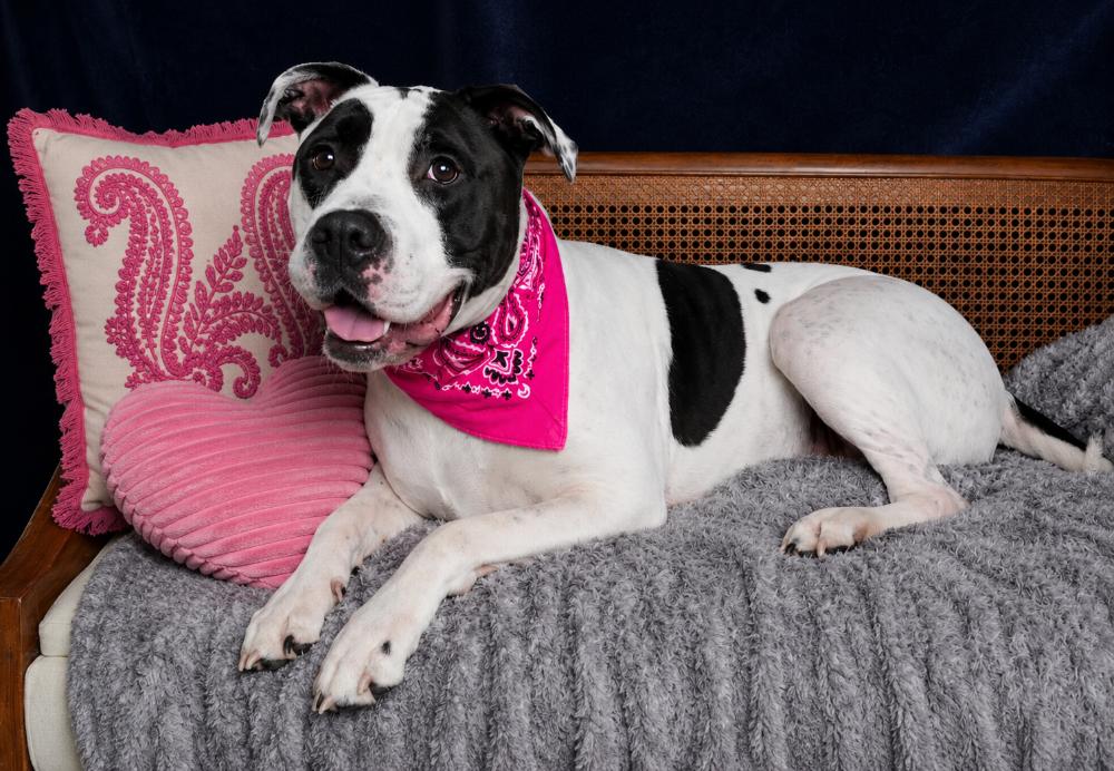 Lilly Lu, an adopted mixed breed in Cheboygan, MI image 3/6