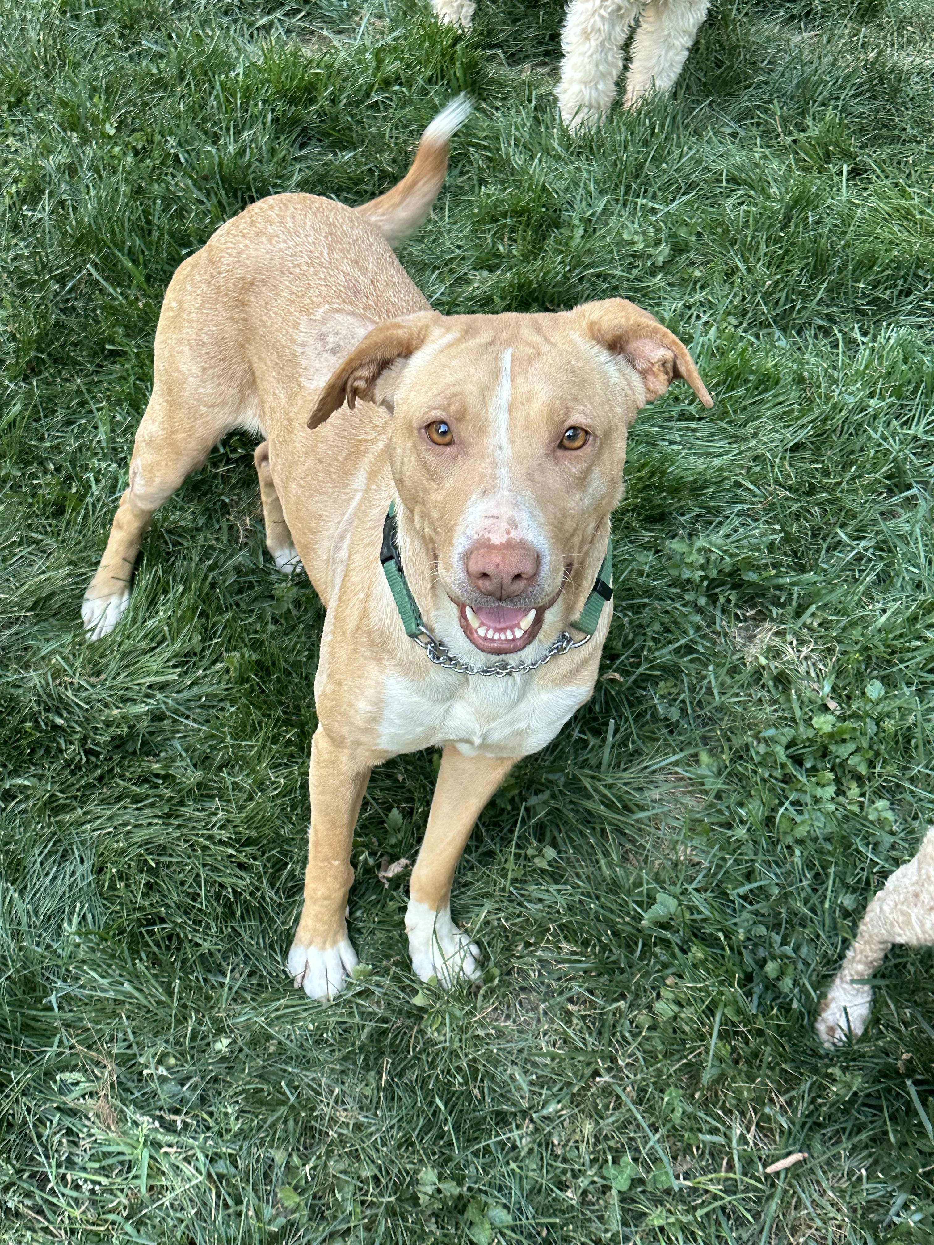 Enlarge Destiny, a ADOPTABLE mixed breed in Maiden, NC image 3/3