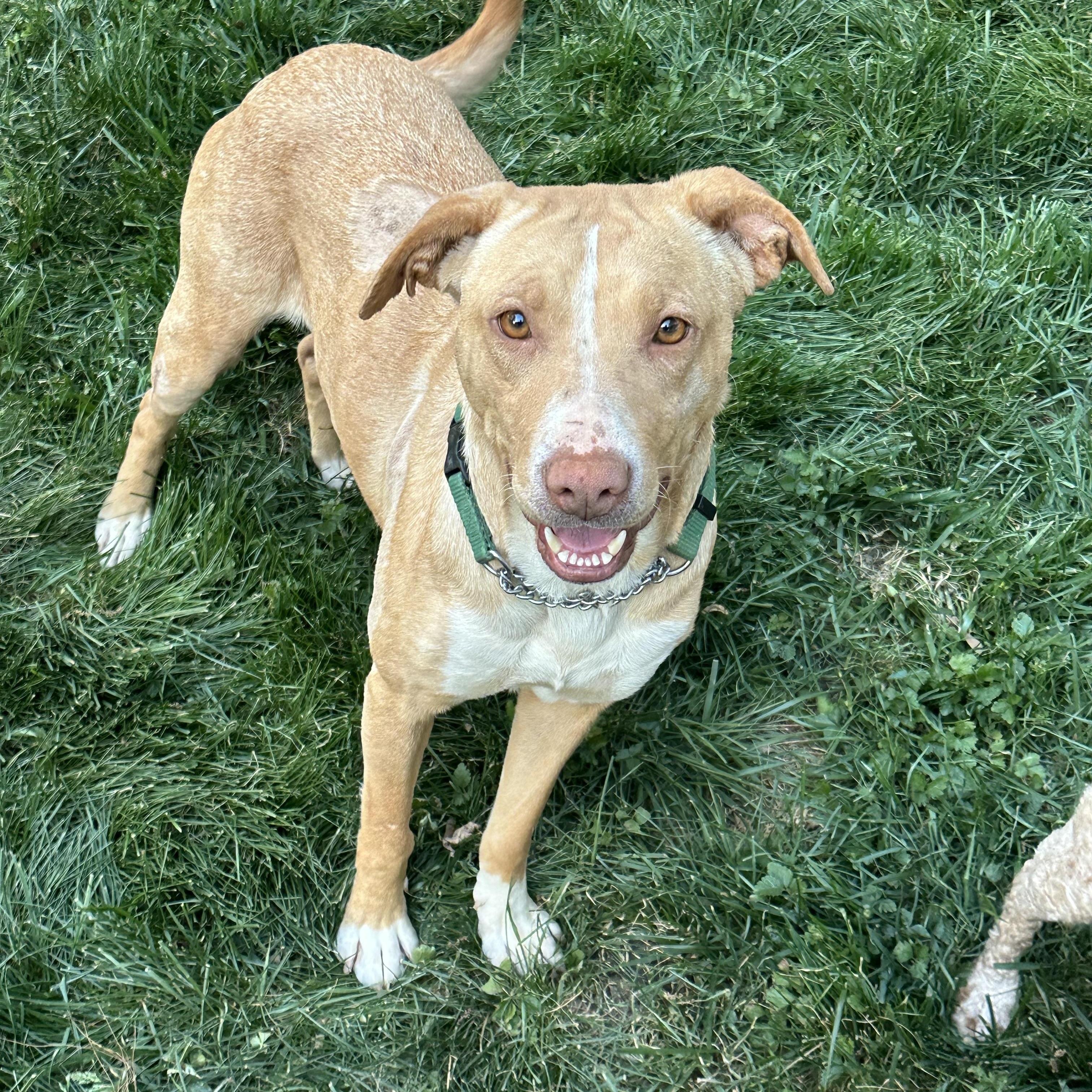 Destiny, a ADOPTABLE mixed breed in Maiden, NC image 4/4