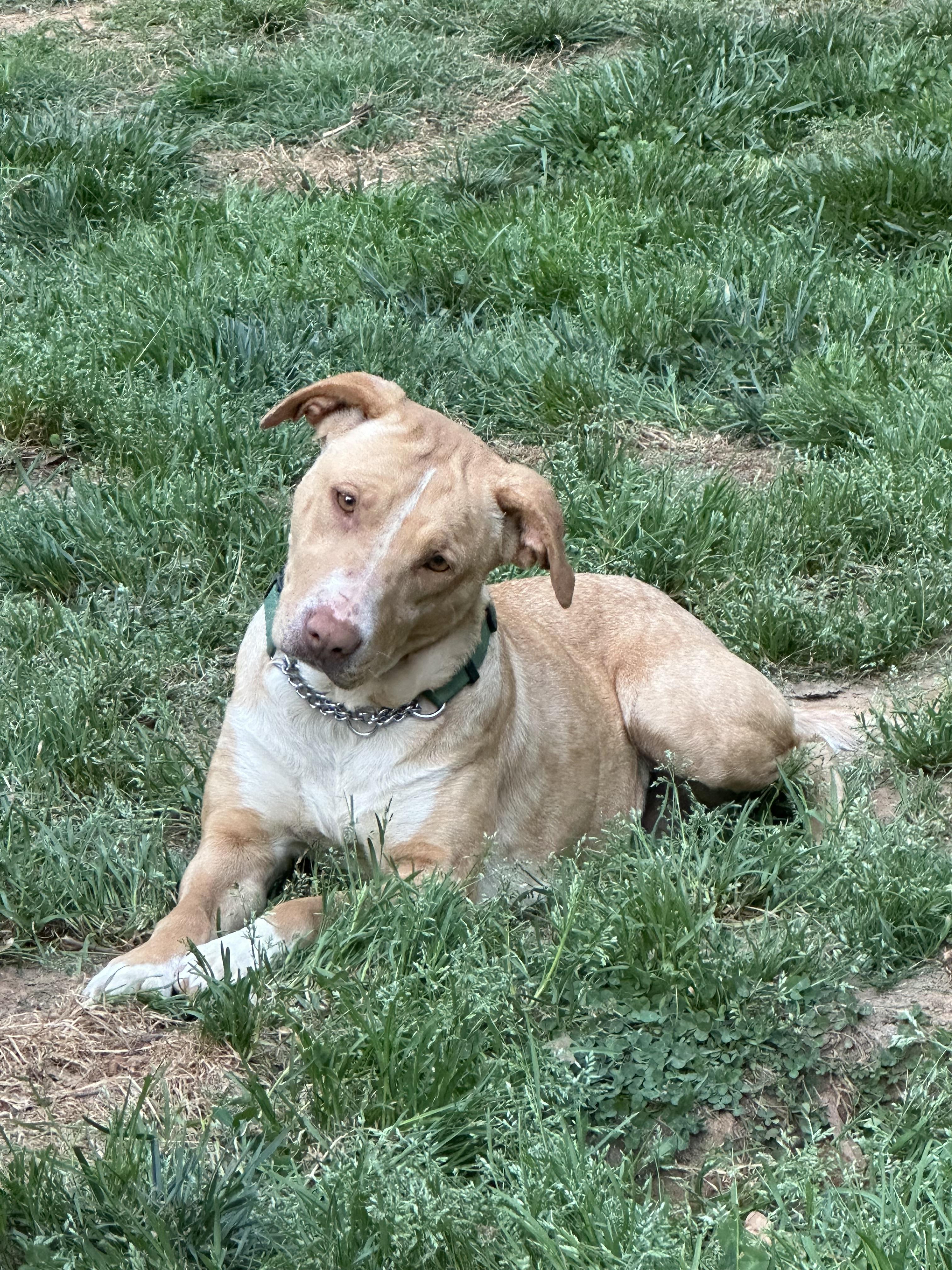 Enlarge Destiny, a ADOPTABLE mixed breed in Maiden, NC image 2/3