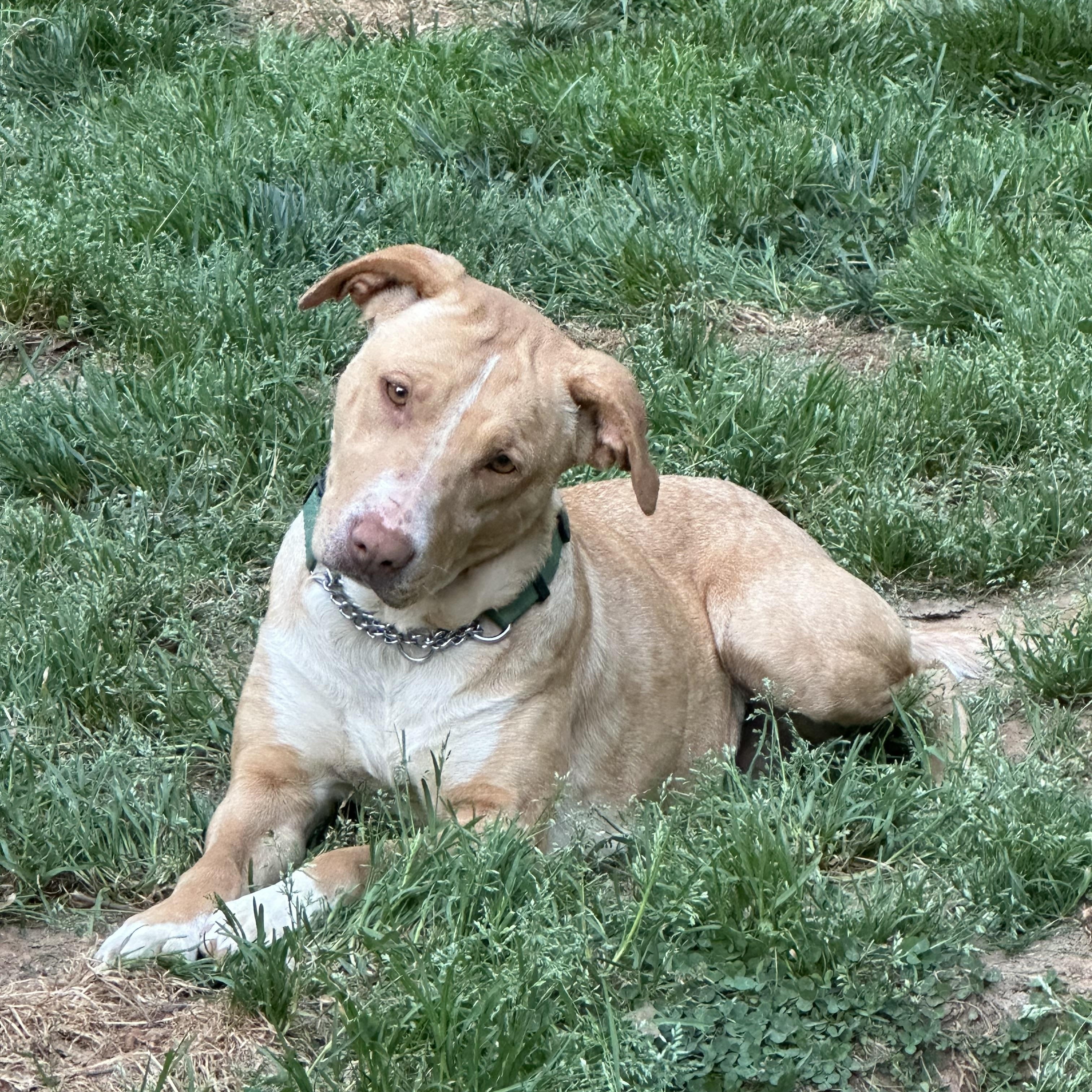 Destiny, a ADOPTABLE mixed breed in Maiden, NC image 3/4