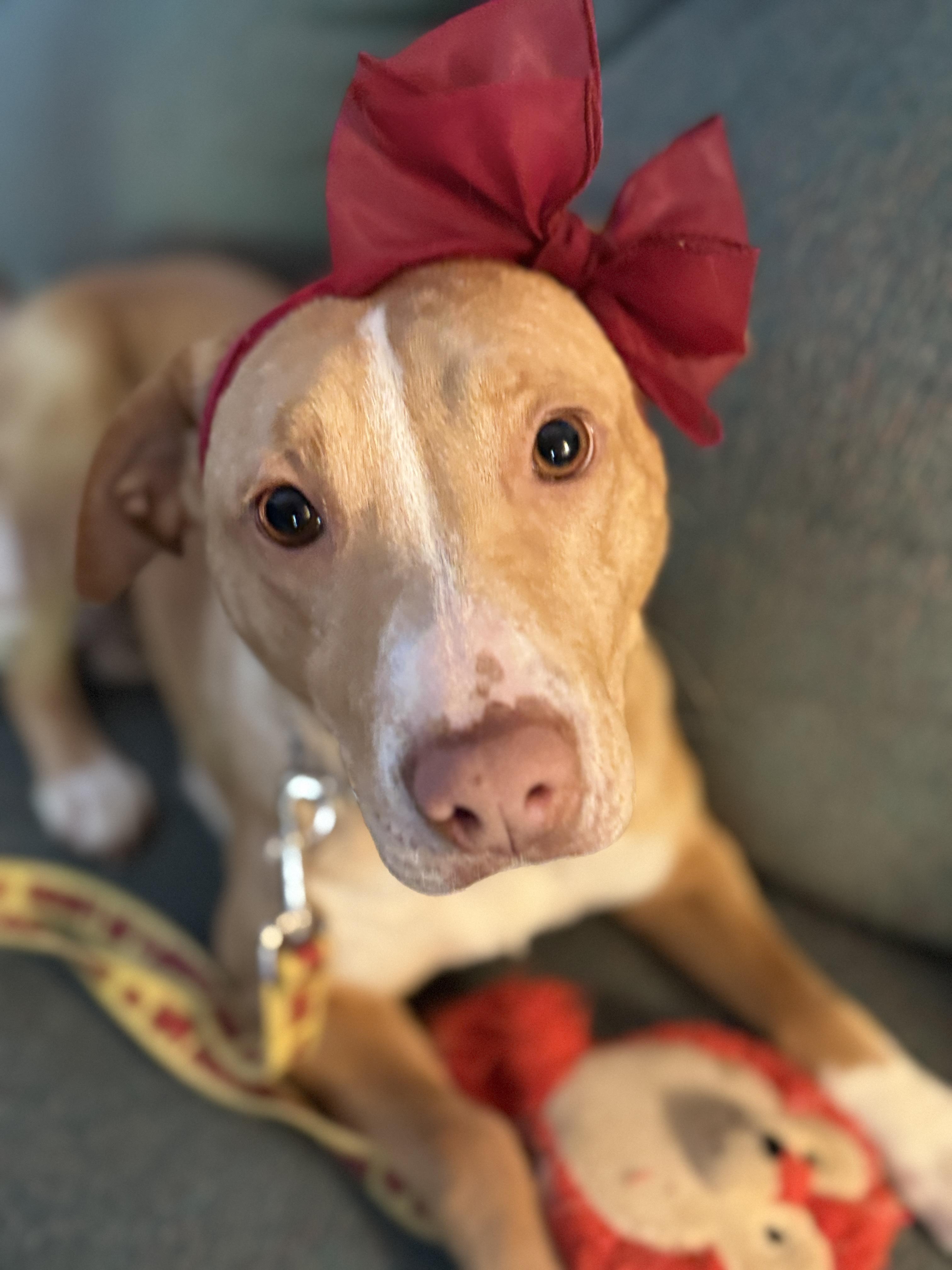 Destiny, ADOPTABLE, Young Female Yellow Labrador Retriever.