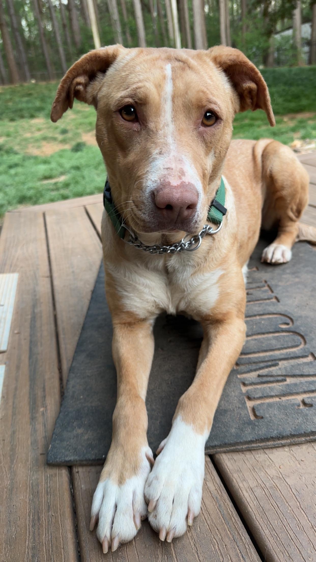 Enlarge Destiny, a ADOPTABLE mixed breed in Maiden, NC image 1/3