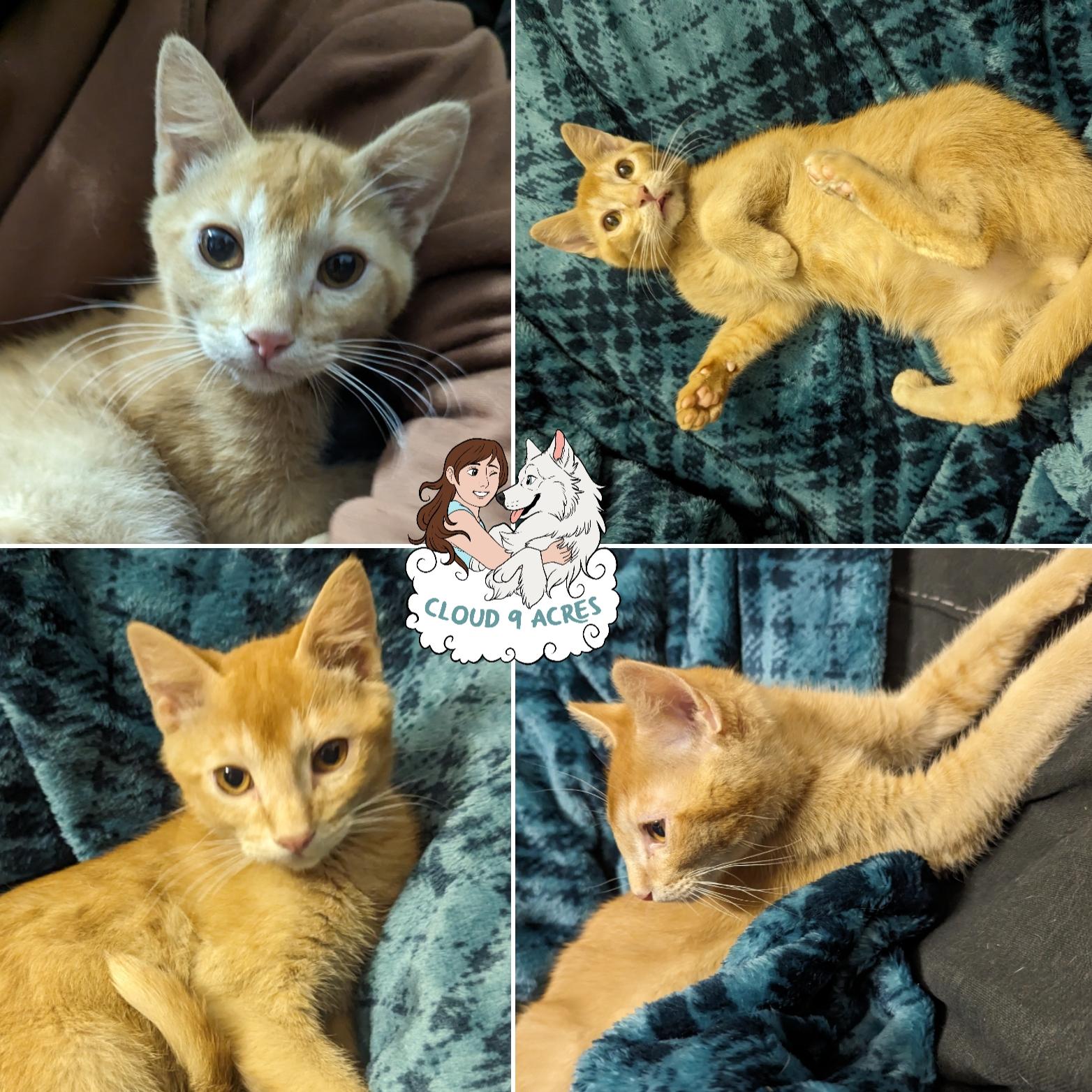 Udon, Adopted, Adult Male Domestic Short Hair.