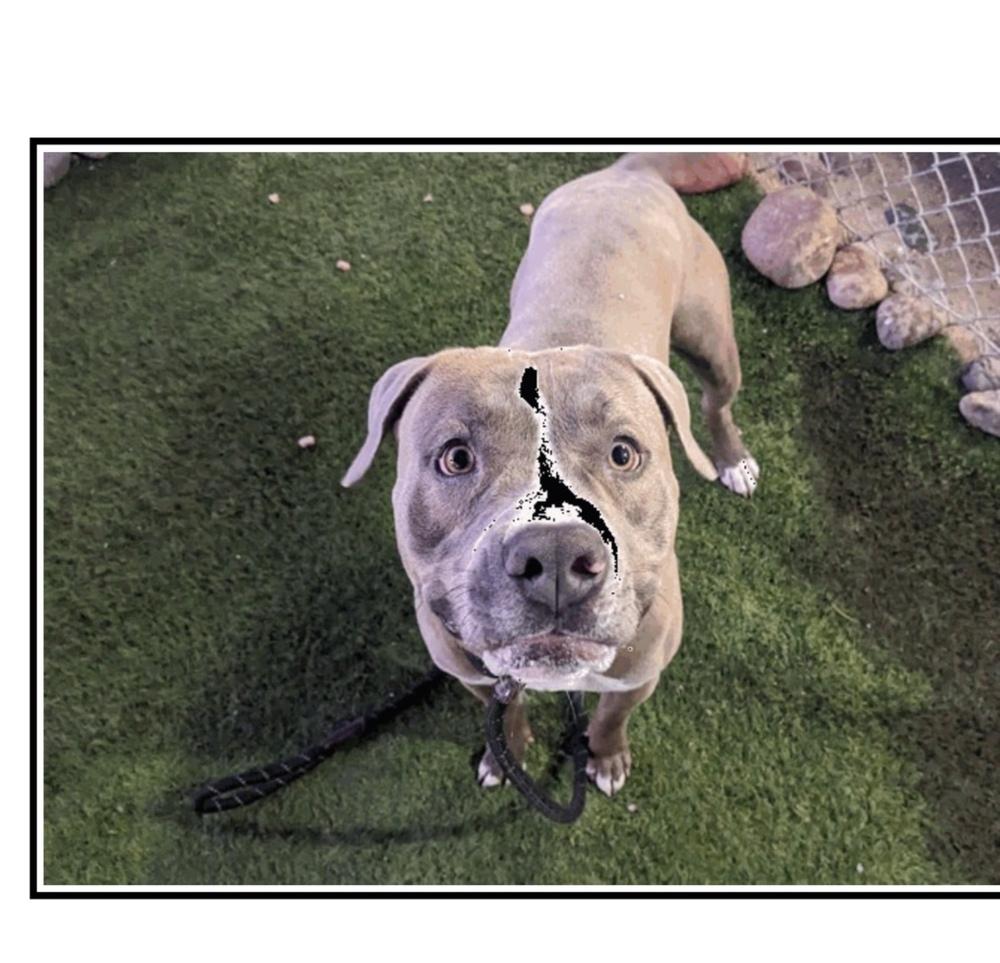 Enlarge Petey, a Adopted mixed breed in Puerto Penasco, SON image 1/1