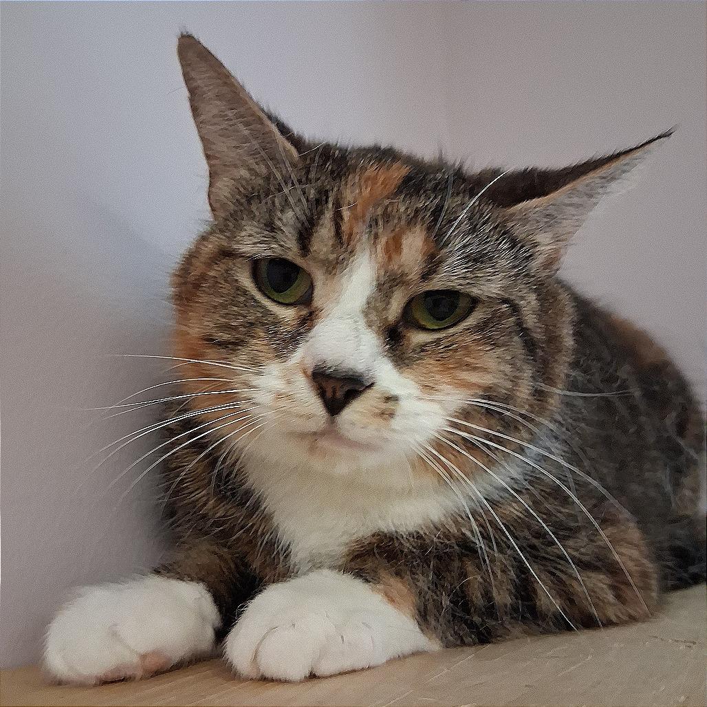 Enlarge Callie, a Adoptable Domestic Short Hair in Middlebury, VT image 1/6