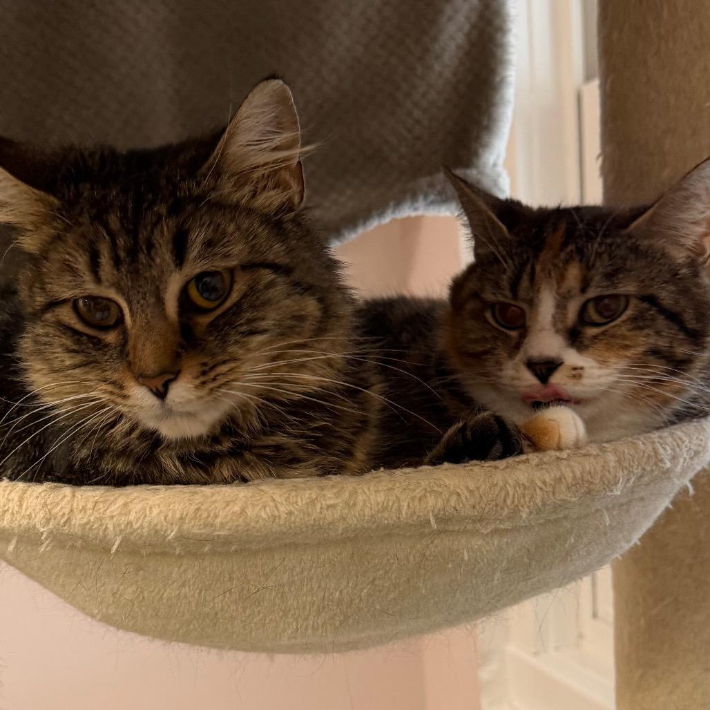 Enlarge Callie, a Adoptable Domestic Short Hair in Middlebury, VT image 2/6