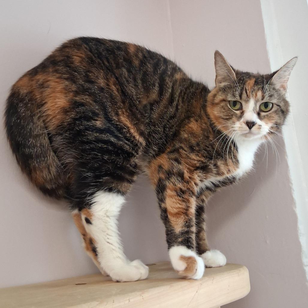 Enlarge Callie, a Adoptable Domestic Short Hair in Middlebury, VT image 3/6