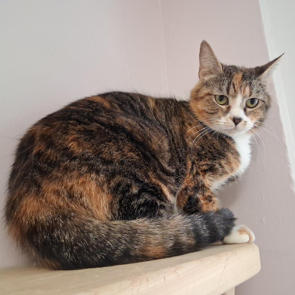 Enlarge Callie, a Adoptable Domestic Short Hair in Middlebury, VT image 4/6