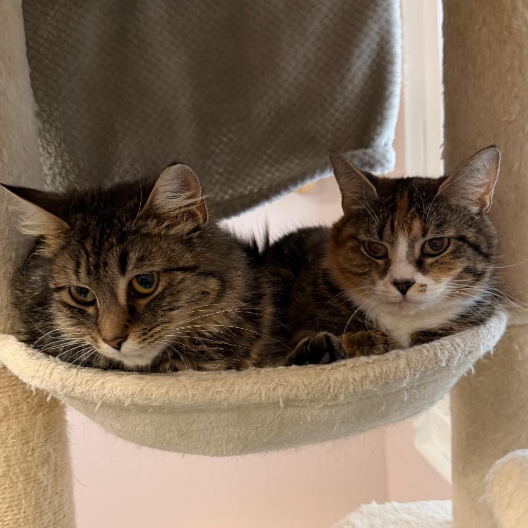 Enlarge Callie, a Adoptable Domestic Short Hair in Middlebury, VT image 5/6