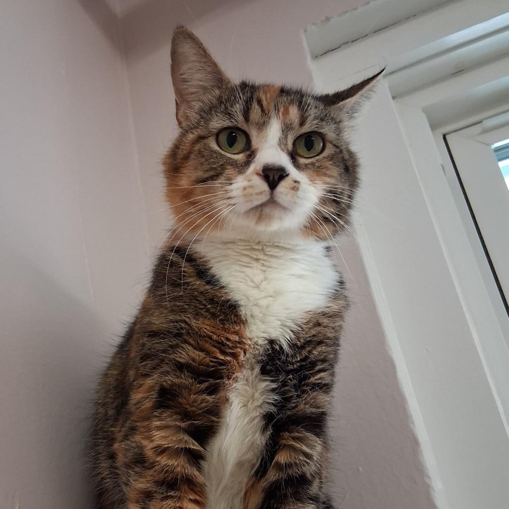 Enlarge Callie, a Adoptable Domestic Short Hair in Middlebury, VT image 6/6