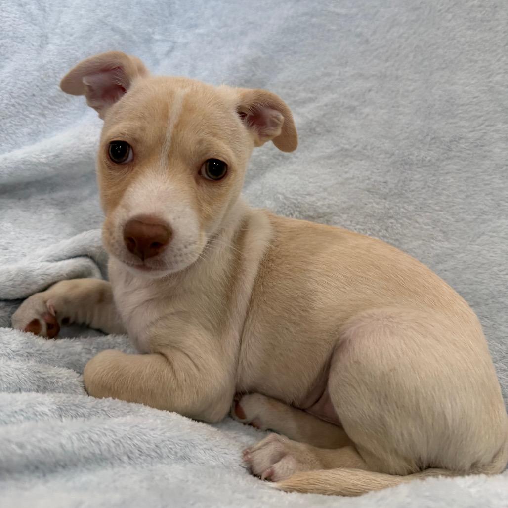 Salami, a Adoptable mixed breed in Phoenix, AZ image 1/5