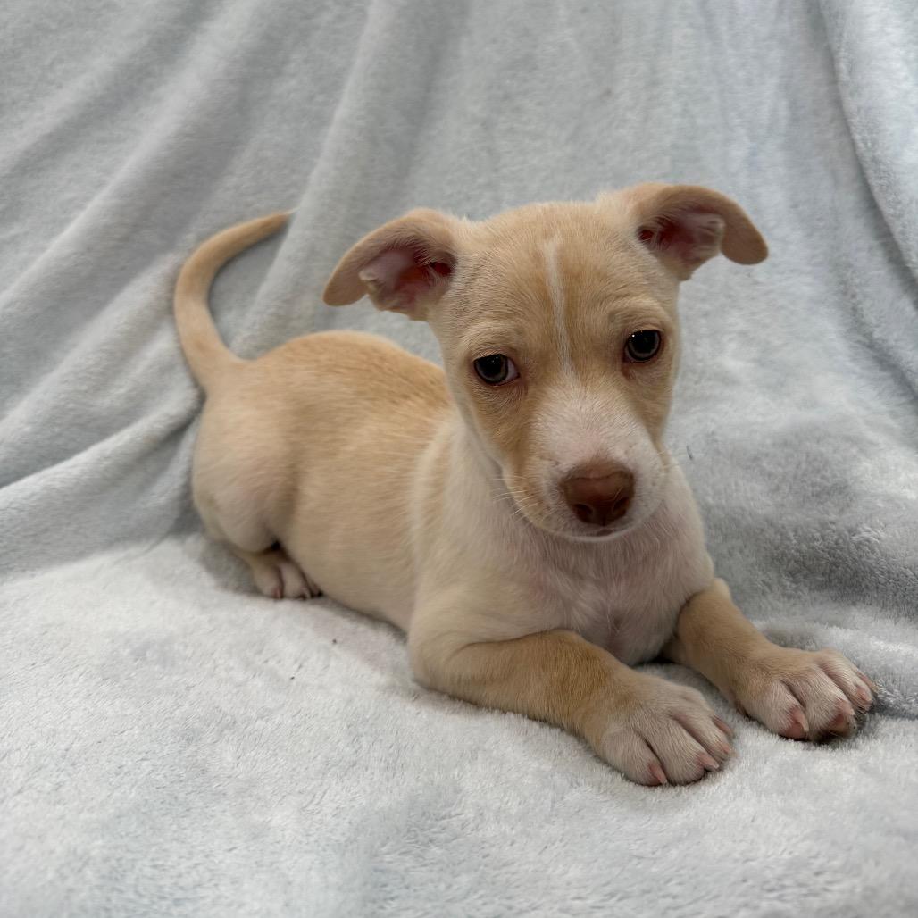 Salami, a Adoptable mixed breed in Phoenix, AZ image 2/5