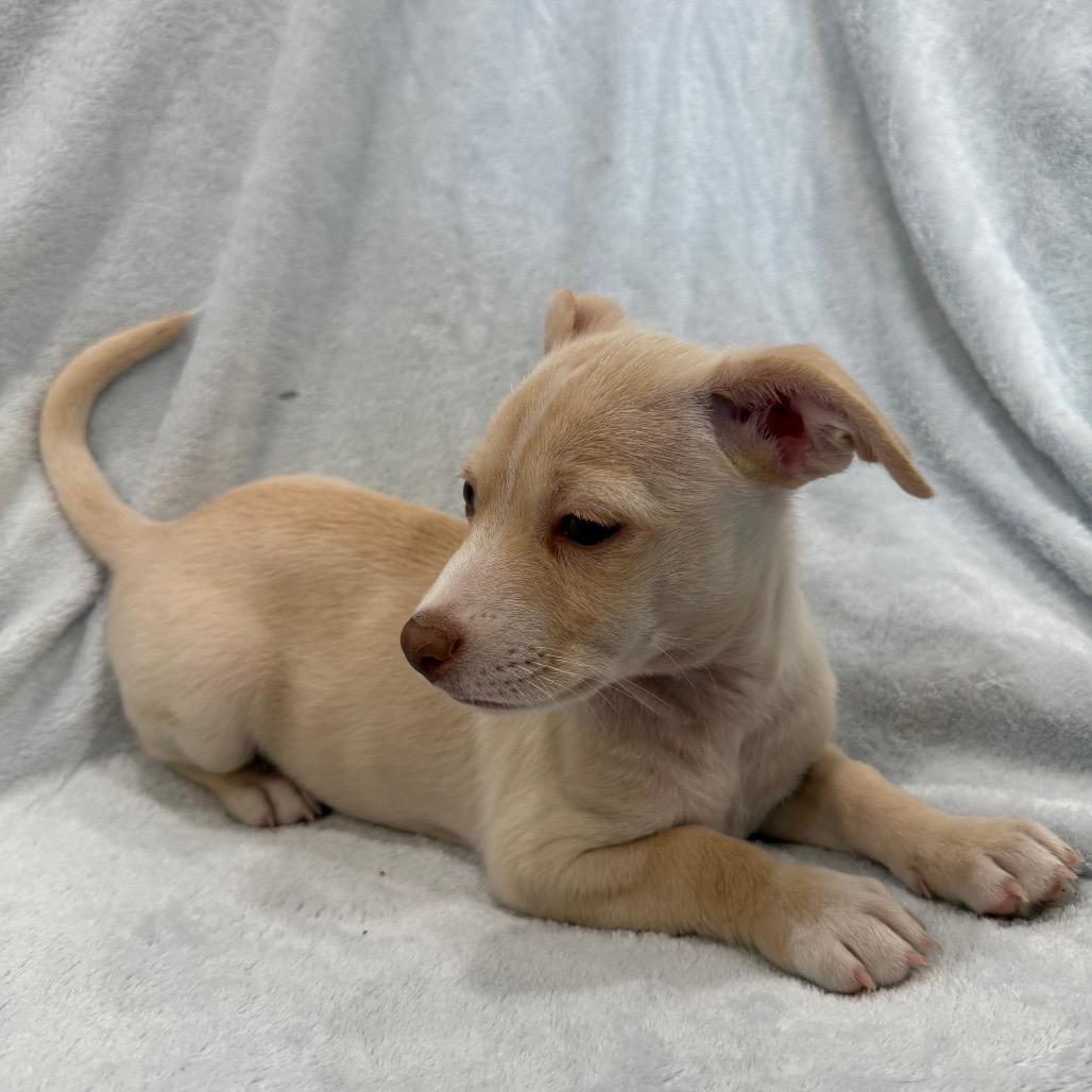 Salami, a Adoptable mixed breed in Phoenix, AZ image 3/5