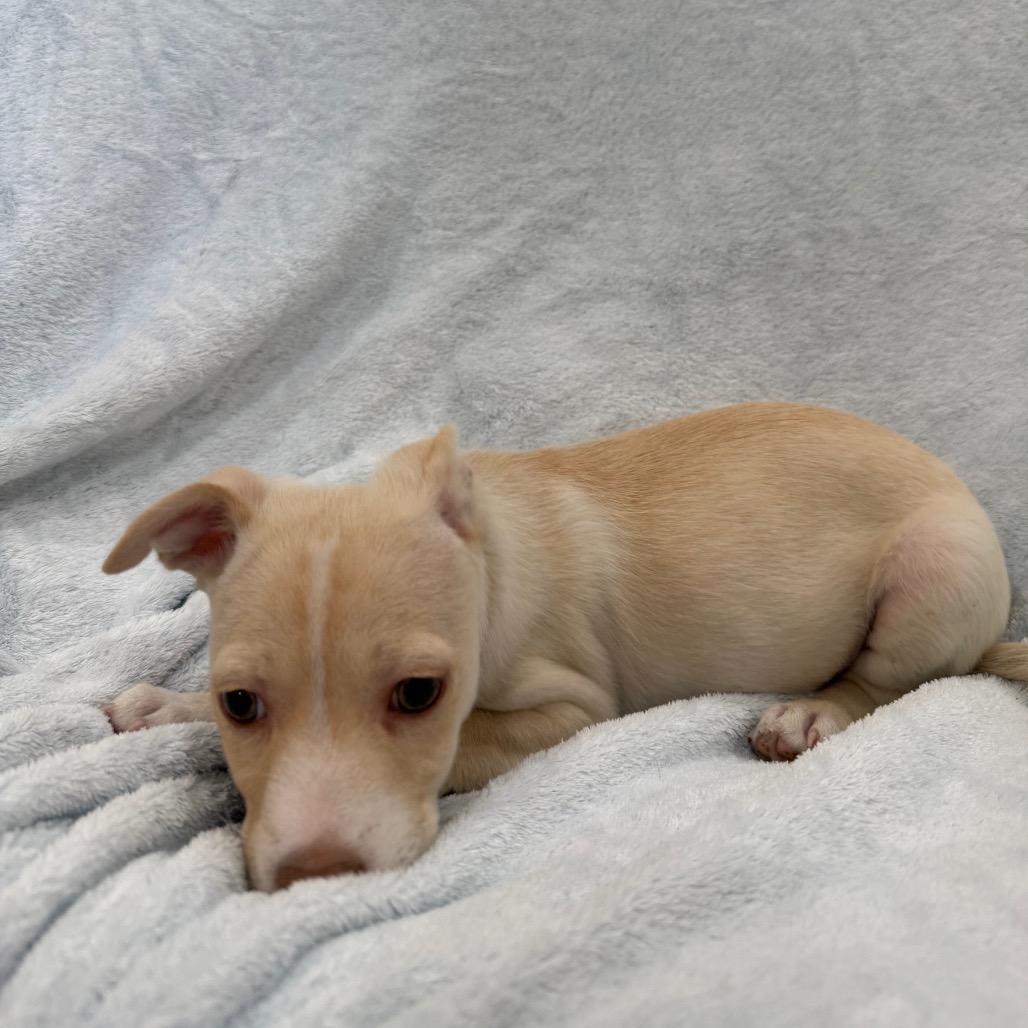 Salami, a Adoptable mixed breed in Phoenix, AZ image 4/5