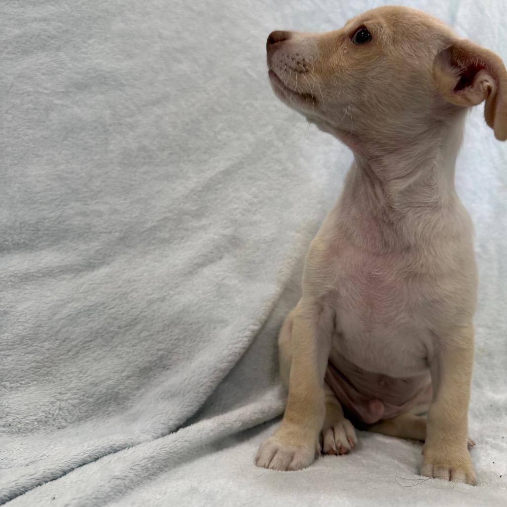 Salami, a Adoptable mixed breed in Phoenix, AZ image 5/5