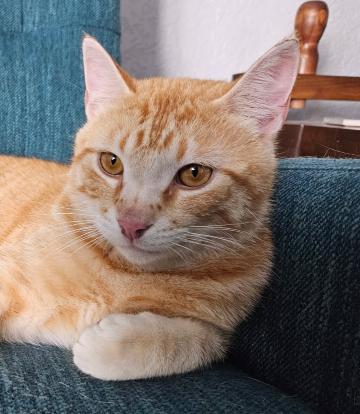 Timber, an adoptable Domestic Short Hair in Valley City, ND, 58072 | Photo Image 4