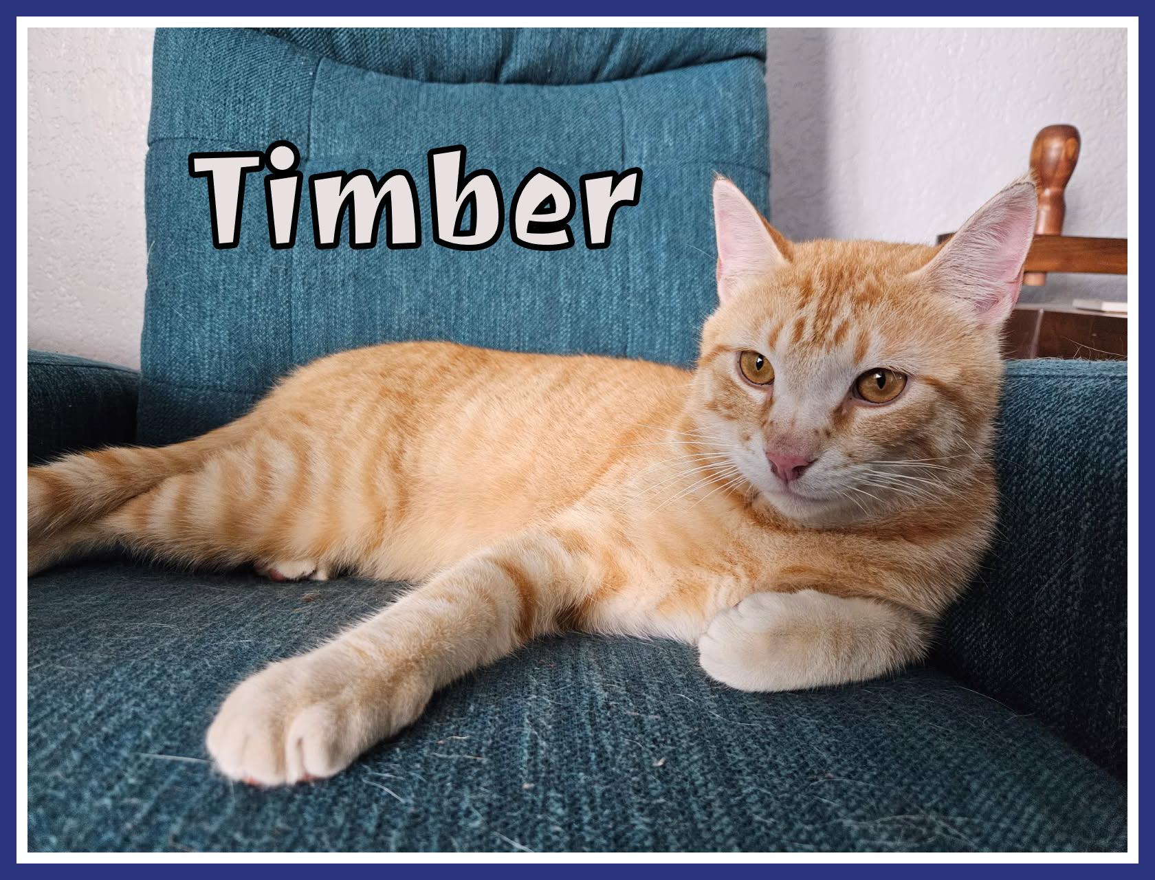 Timber, an adoptable Domestic Short Hair in Valley City, ND, 58072 | Photo Image 1