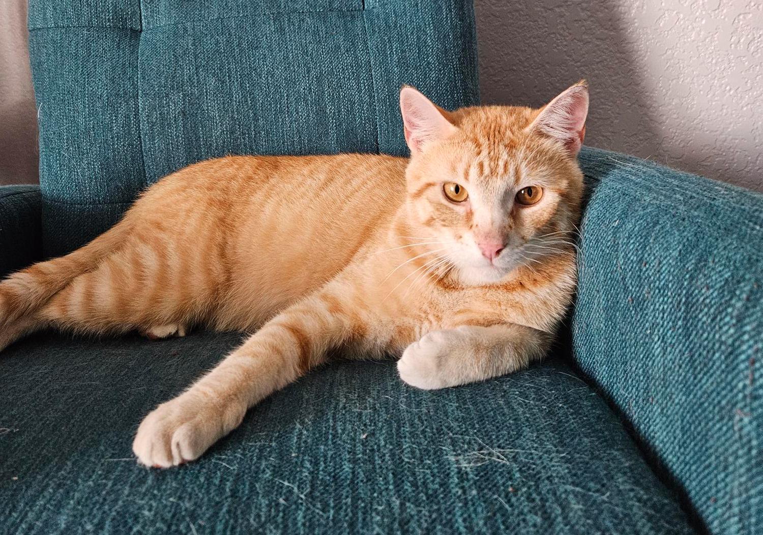 Timber, an adoptable Domestic Short Hair in Valley City, ND, 58072 | Photo Image 3