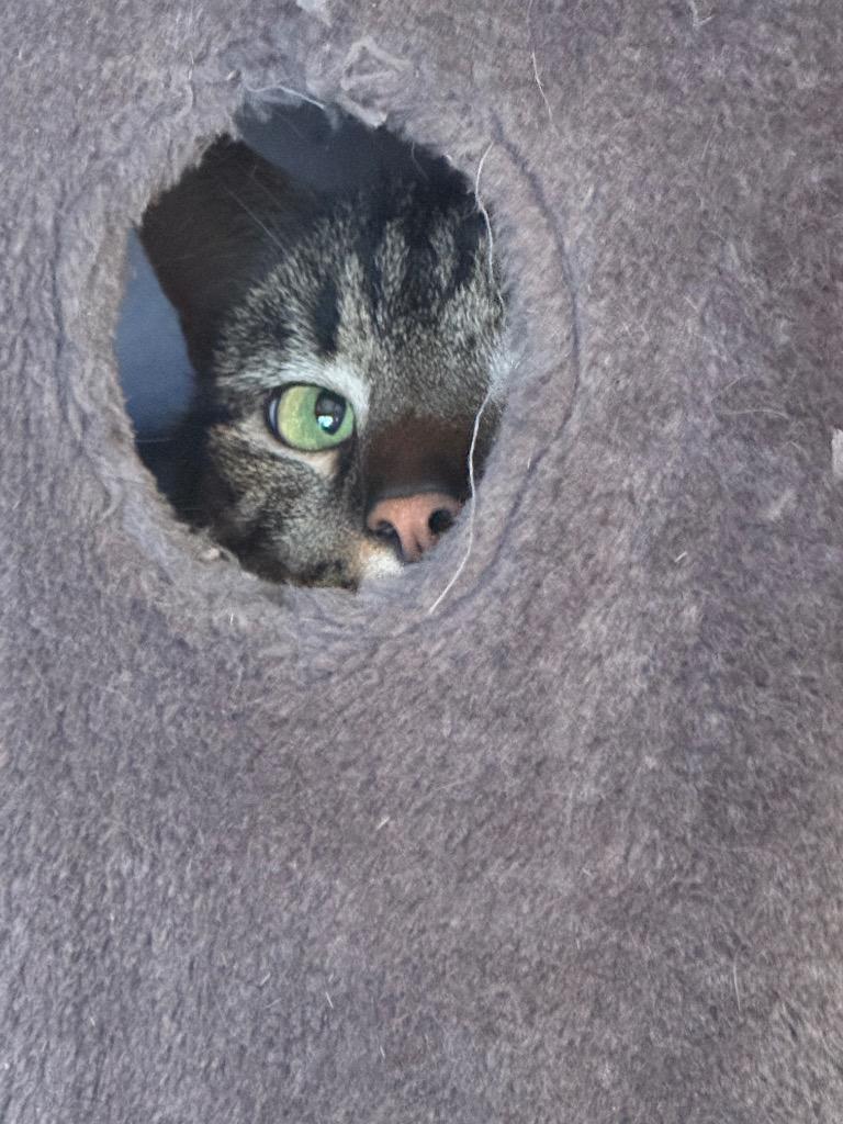 Atlas, Adoptable, Adult Male Domestic Short Hair.