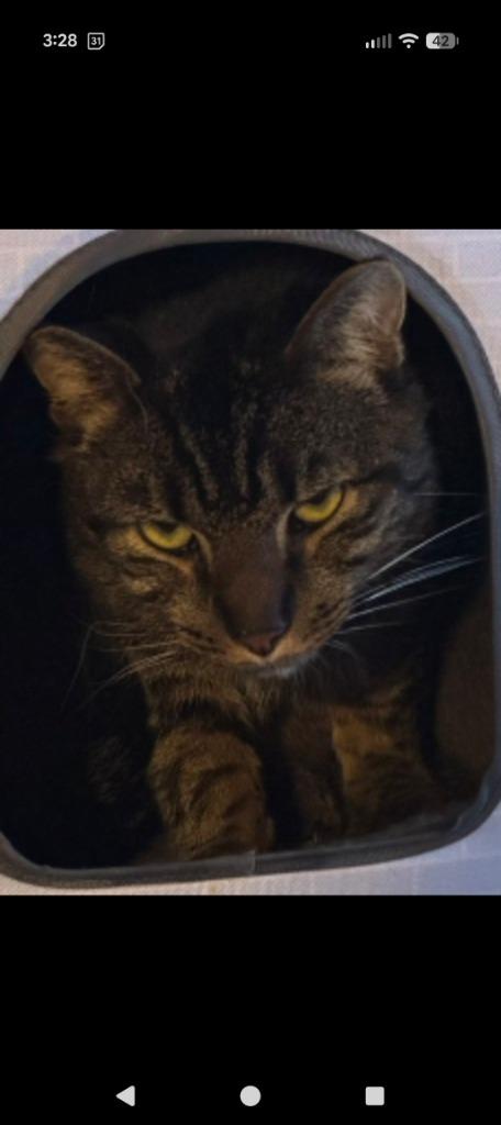 Atlas, Adoptable, Adult Male Domestic Short Hair.