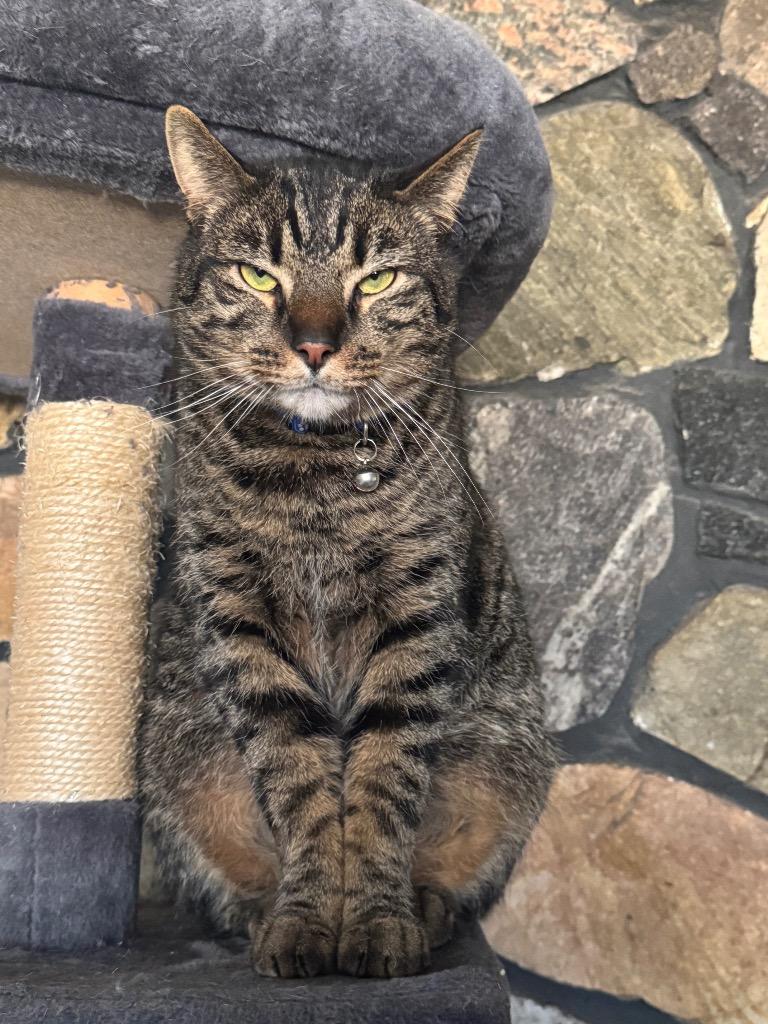 Enlarge Atlas, a Adoptable mixed breed in Hagaman, NY image 3/3