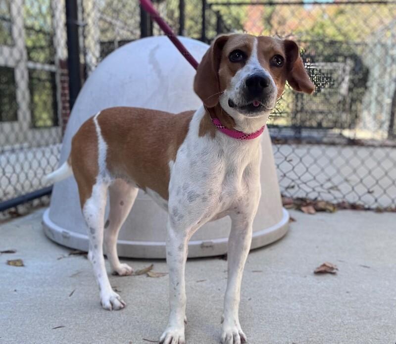 Amber, a Adoptable Beagle in Disputanta, VA image 1/4