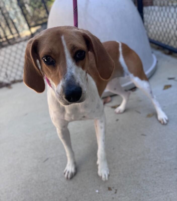 Amber, a Adoptable Beagle in Disputanta, VA image 2/4