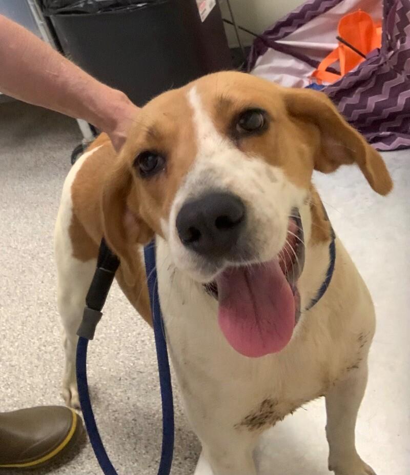 Amber, a Adoptable Beagle in Disputanta, VA image 3/4