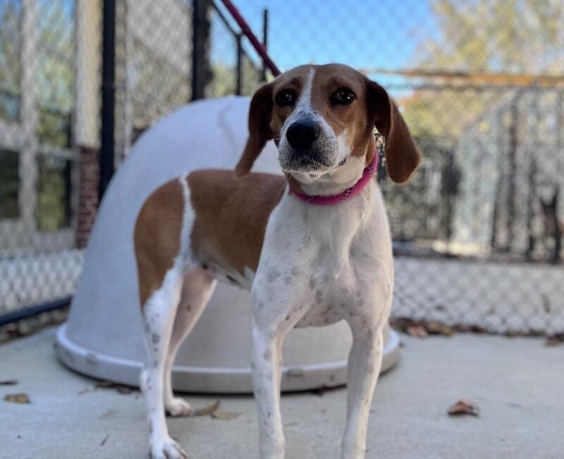 Amber, a Adoptable Beagle in Disputanta, VA image 4/4