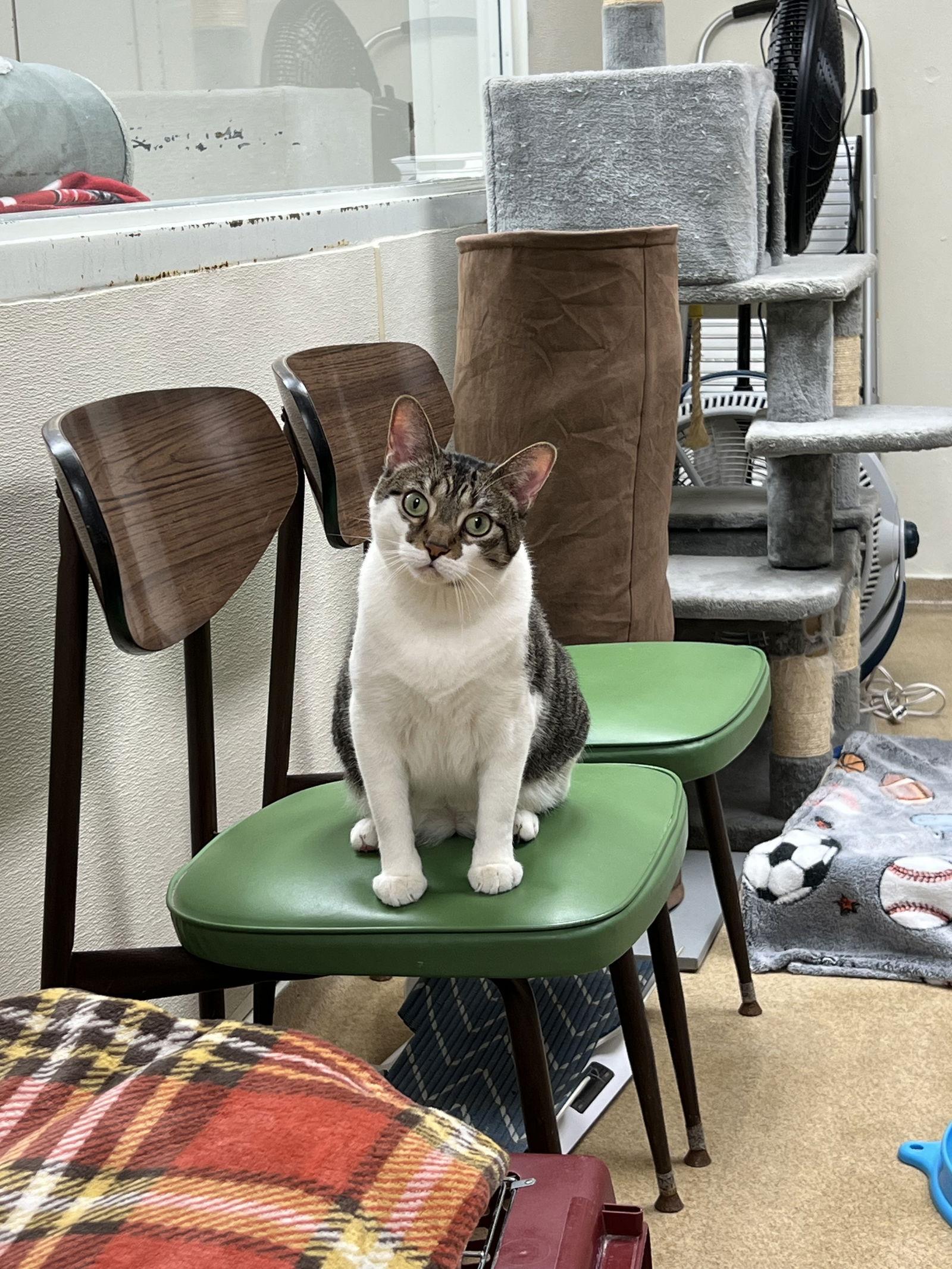 Enlarge Maro, a Adoptable Domestic Short Hair in Brick, NJ image 1/3