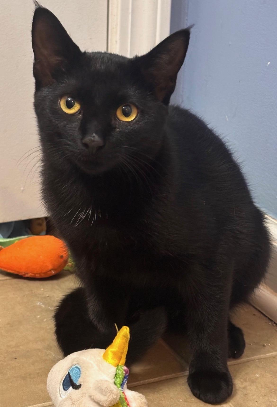 Enlarge Sierra Mist, a Adoptable Domestic Short Hair in Stowe, VT image 2/4