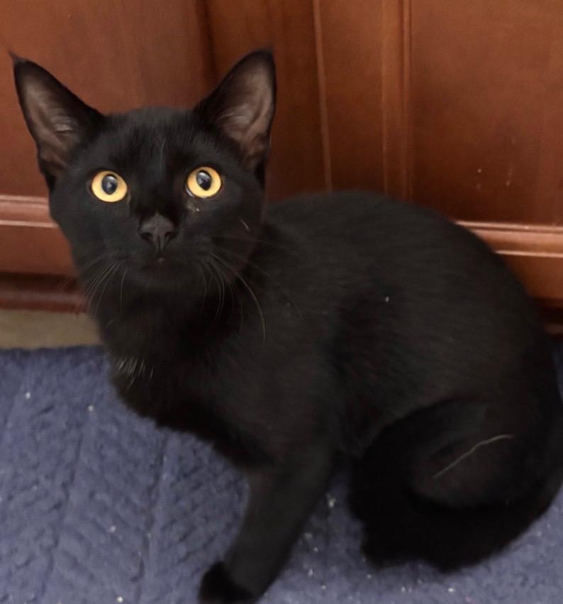 Enlarge Sierra Mist, a Adoptable Domestic Short Hair in Stowe, VT image 3/4