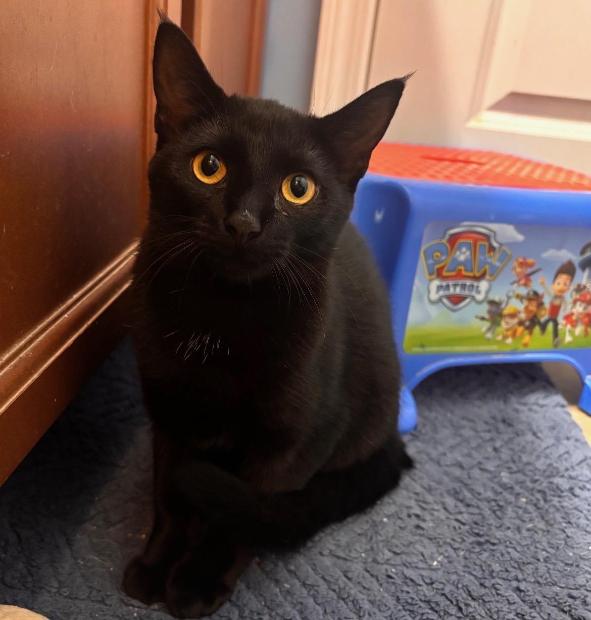 Sierra Mist, Adoptable, Kitten Female Domestic Short Hair.