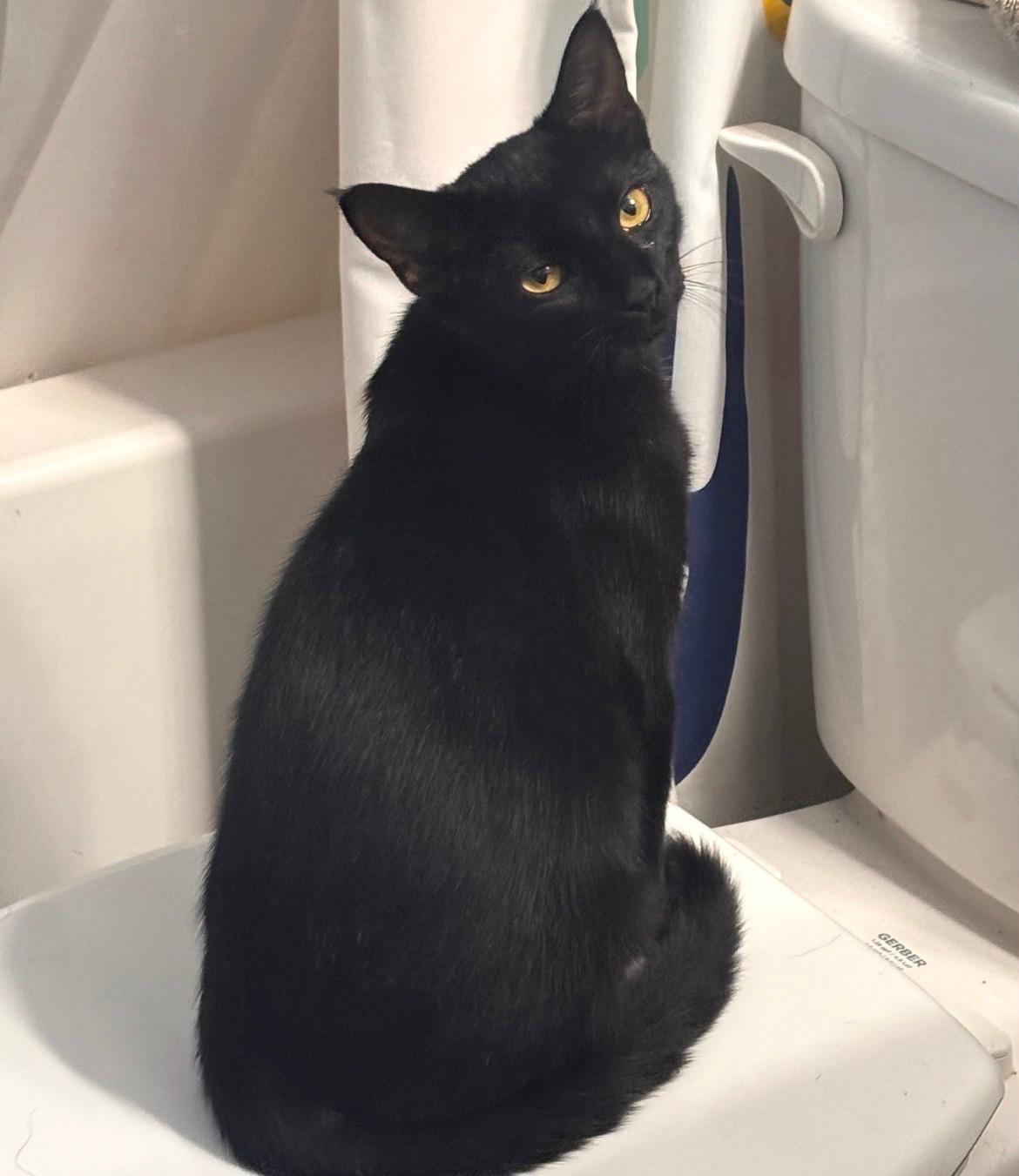 Enlarge Sierra Mist, a Adoptable Domestic Short Hair in Stowe, VT image 4/4